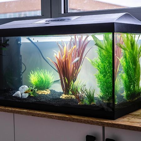 Apartament Studio Chaleureux Avec Aquarium Marcq-en-Barœul Zewnętrze zdjęcie