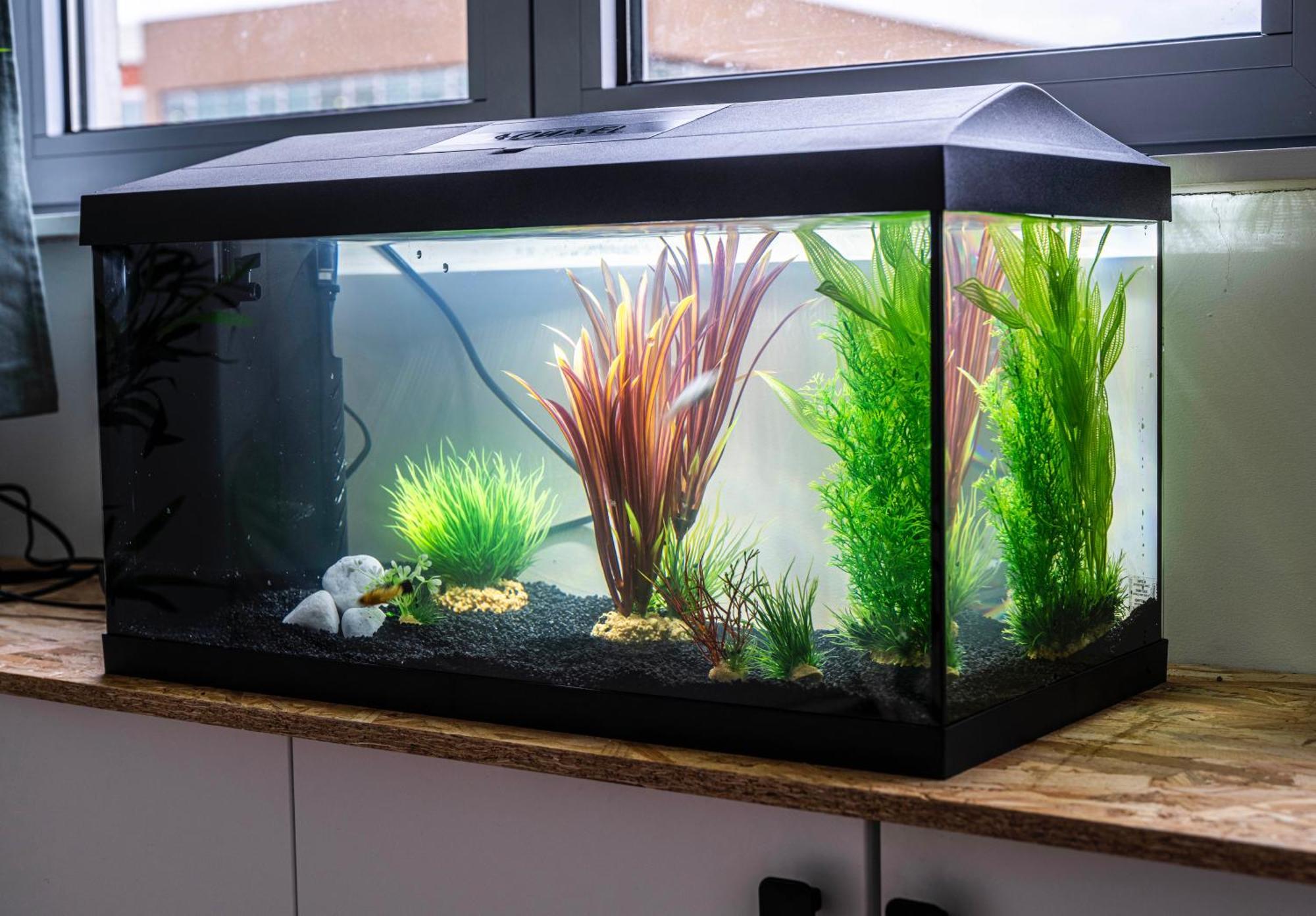 Apartament Studio Chaleureux Avec Aquarium Marcq-en-Barœul Zewnętrze zdjęcie